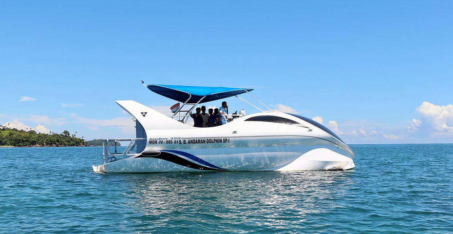 Dolphin watching experience